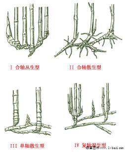 竹子繁殖方式